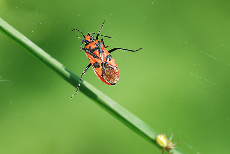 Rhopalidae: Corizus hyosciami in posizione curiosa